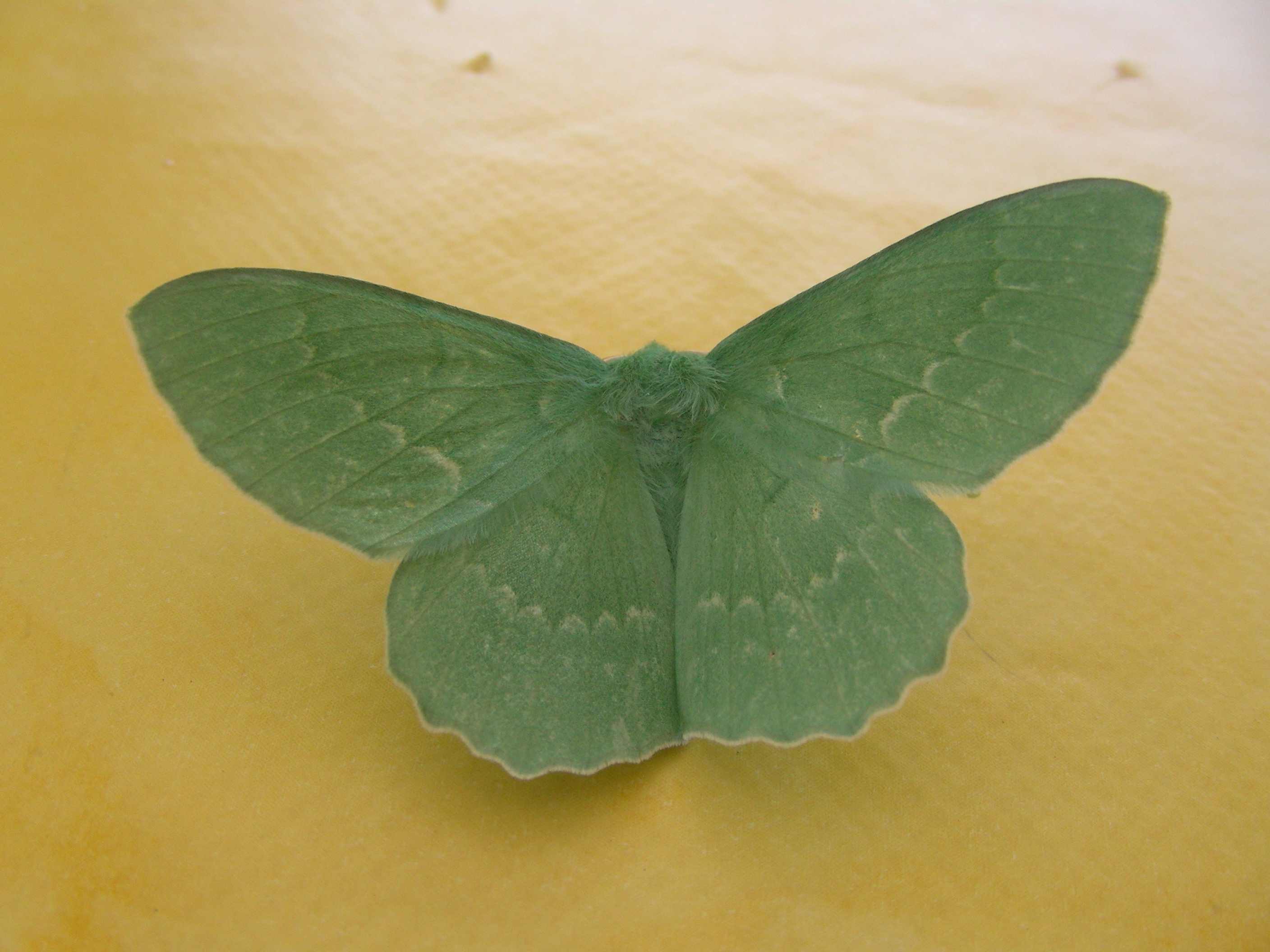 farfalla da identificare - Geometra papilionaria